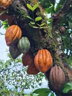 Cacao