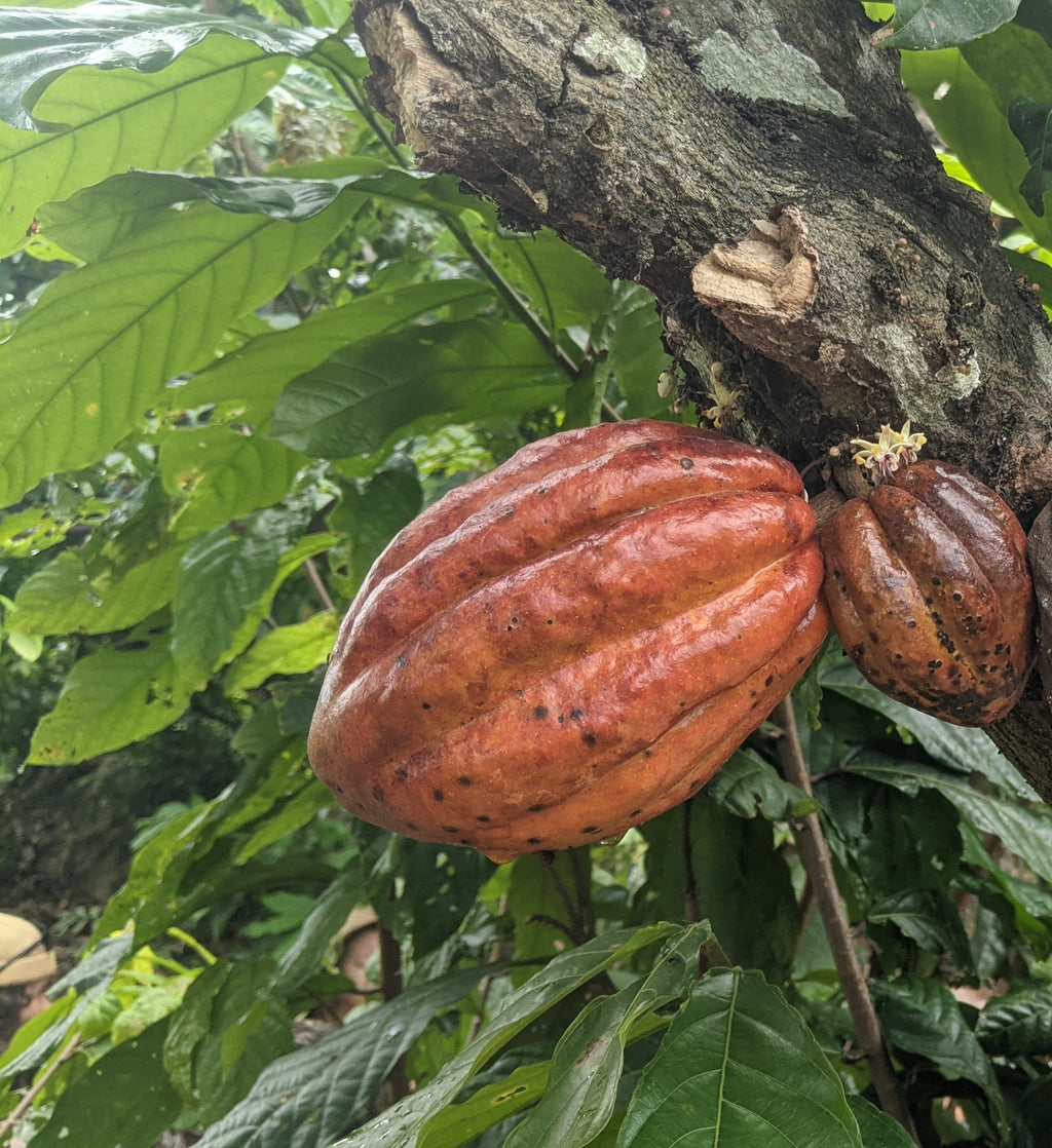 Amazonas Cacao
