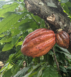 Amazonas Cacao