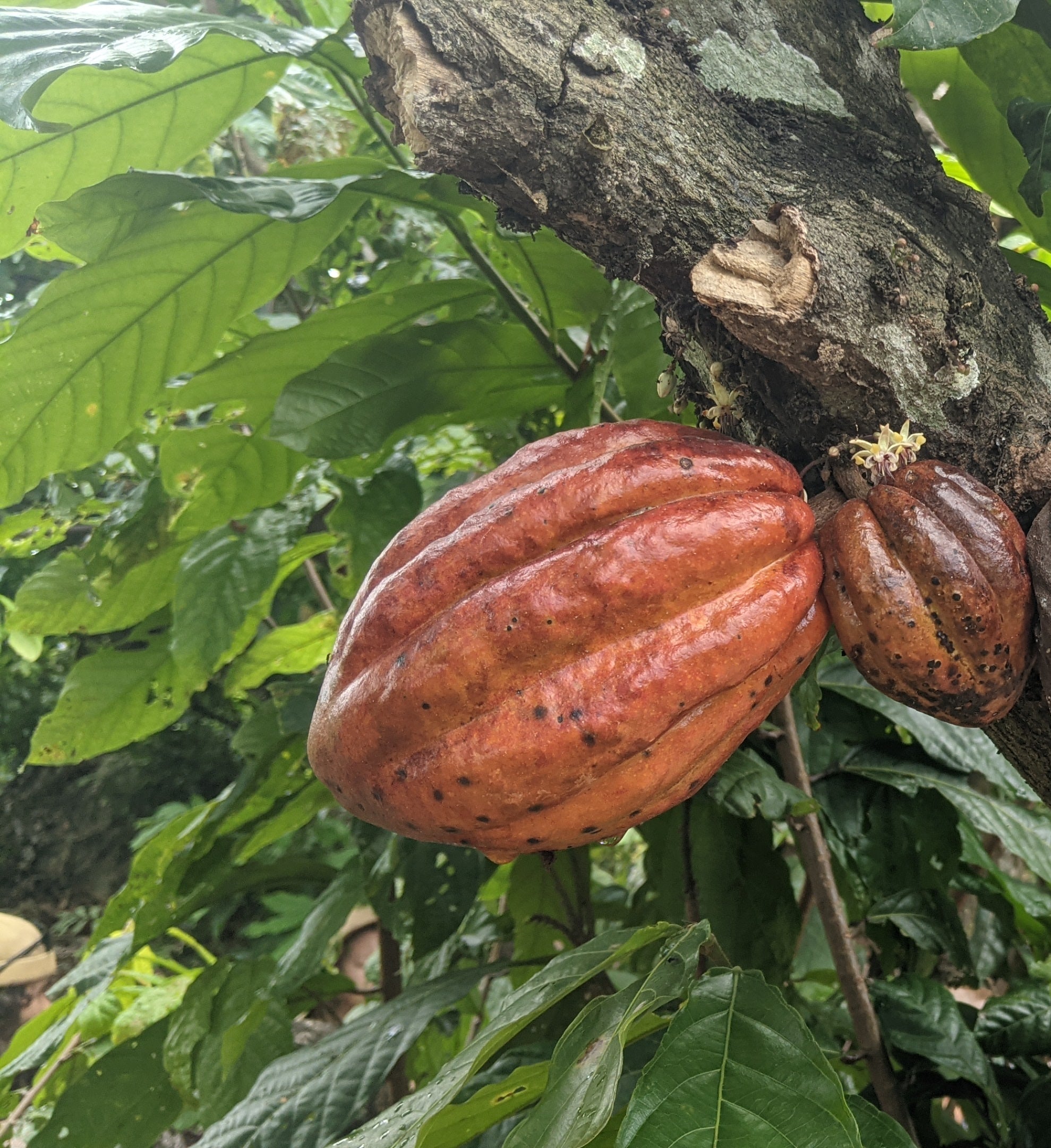 Amazonas Cacao