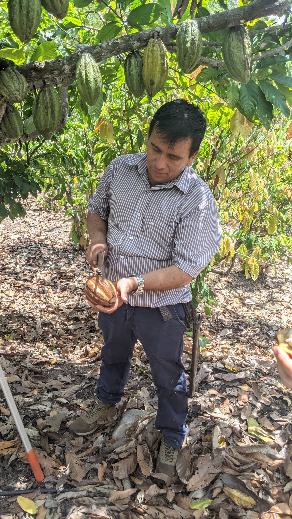 Amazonas Cacao