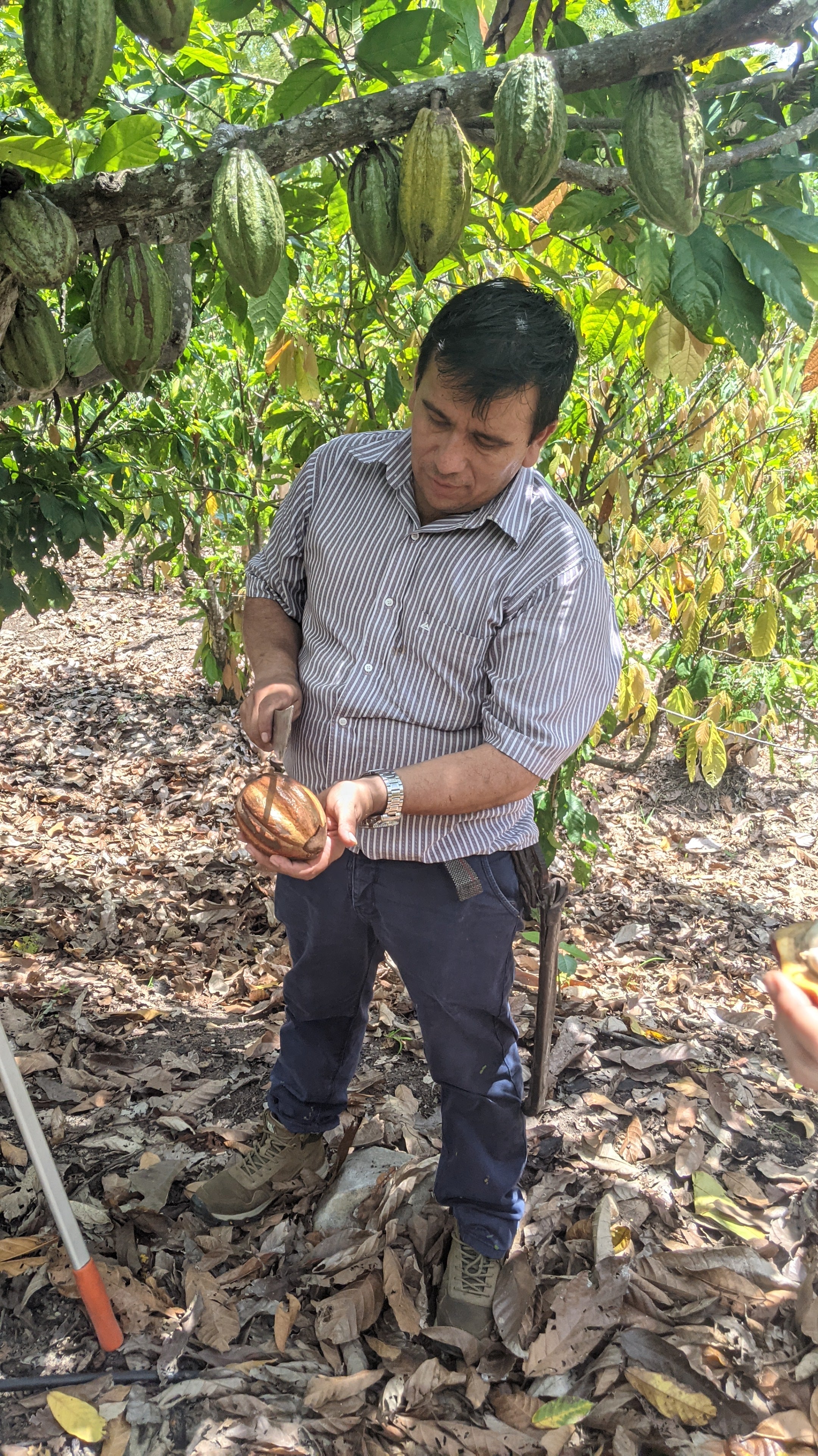 Amazonas Cacao