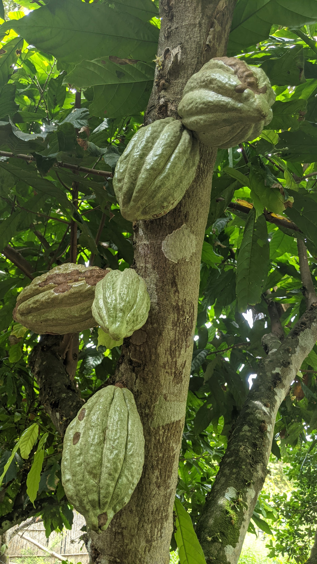 Cacao - Chuncho