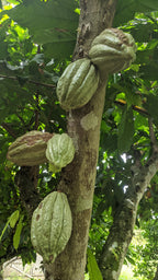 Cacao - Chuncho
