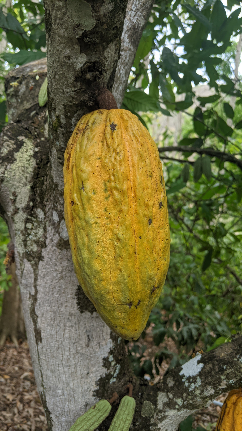 Cacao - Ucayali