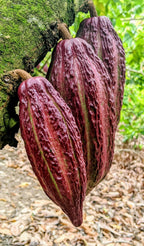 Cacao - Ucayali
