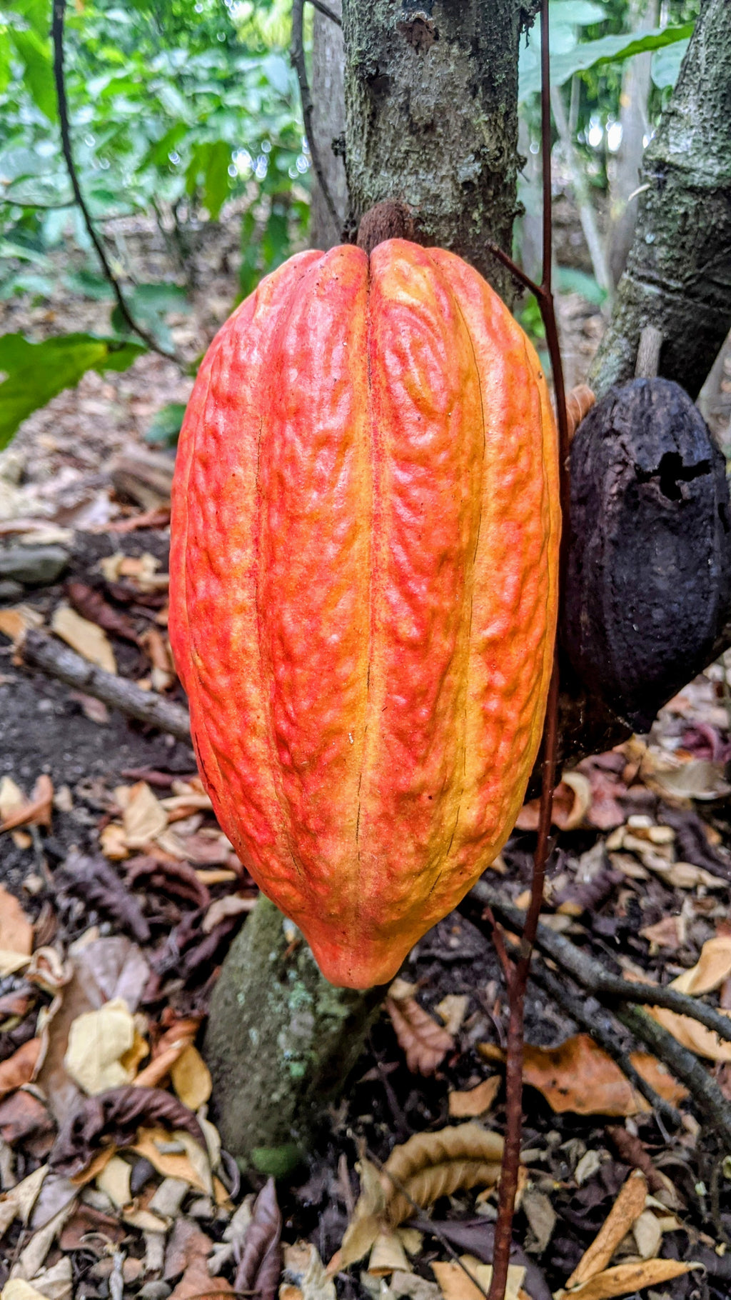 Cacao - Chuncho